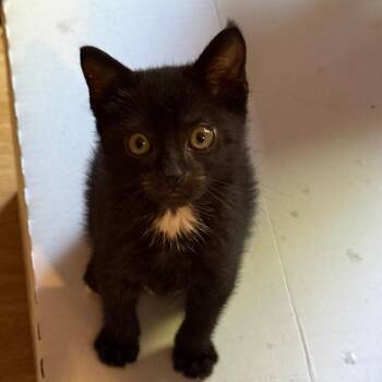 Raven -  Domestic Short Hair Cat for Adoption in Westport, Connecticut - Raven | PetCurious