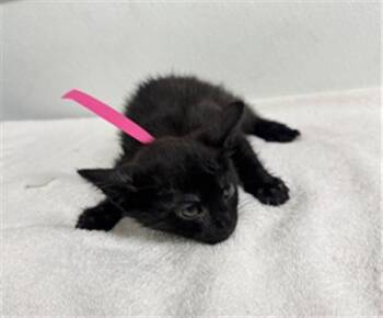 PORTUGAL -  Domestic Short Hair Cat for Adoption in Camarillo, California - PORTUGAL | PetCurious