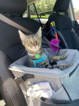 Rescue Domestic Short Hair Cats for Adoption in Fort Worth, Texas - "Groot" | PetCurious