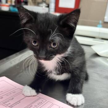 Hilda -  Domestic Short Hair Cat for Adoption in Newport, North Carolina - Hilda | PetCurious