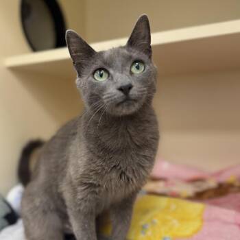 Sparla -  Domestic Short Hair Cat for Adoption in Philadelphia, Pennsylvania - Sparla | PetCurious