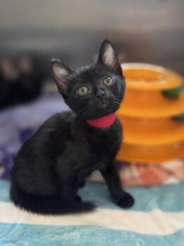 Napa -  Domestic Short Hair Cat for Adoption in Westland, Michigan - Napa | PetCurious