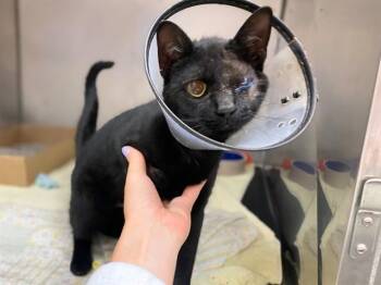 UNO -  Domestic Short Hair Cat Available for Adoption in Fort Wayne, Indiana - UNO | PetCurious