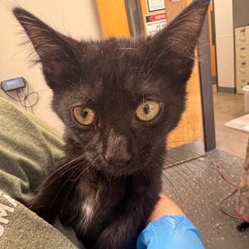Gilly -  Domestic Short Hair Cat for Adoption in Columbiana, Alabama - Gilly | PetCurious
