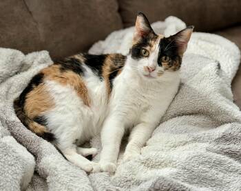 Calico Cats Available for Adoption in Pickerington, Ohio - Betty | PetCurious