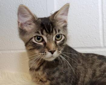 Hazen -  Tabby Cat for Adoption in Euclid, Ohio - Hazen | PetCurious