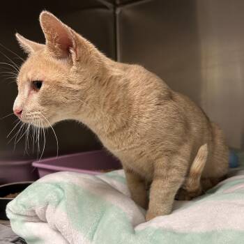 Creamsicle -  Domestic Short Hair Cat for Adoption in Galveston, Texas - Creamsicle | PetCurious