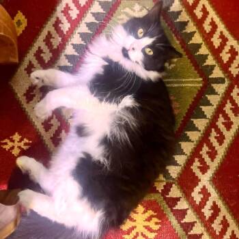 Rescue Domestic Long Hair Cats for Adoption in Fairway, Kansas - Miu Miu | PetCurious