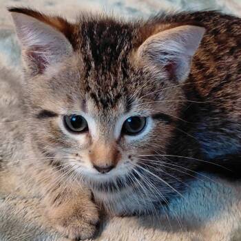 Mr. Needles -  Domestic Short Hair Cat Available for Adoption in Springfield, Illinois - Mr. Needles | PetCurious