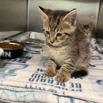 Oliver -  Domestic Short Hair Cat for Adoption in Parkersburg, West Virginia - Oliver | PetCurious