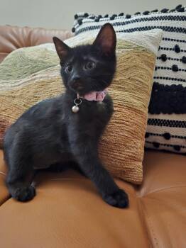 Rory - In Foster -  Domestic Short Hair Cat for Adoption in Midland, Michigan - Rory - In Foster | PetCurious