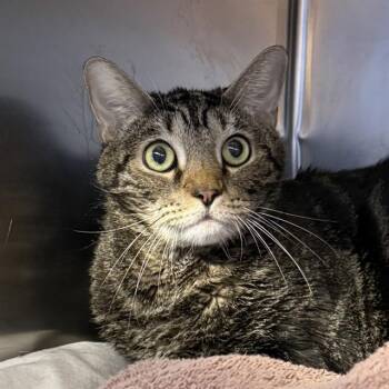 BABY BOB JR -  Domestic Short Hair Cat for Adoption in Las Vegas, Nevada - BABY BOB JR | PetCurious