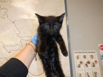 A1407003 -  Domestic Short Hair Cat for Adoption in San Jose, California - A1407003 | PetCurious