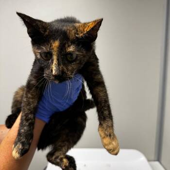 Purrsimmon -  Domestic Short Hair Cat for Adoption in Concord, North Carolina - Purrsimmon | PetCurious