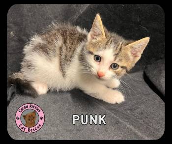 Punk -  Domestic Short Hair Cat Available for Adoption in Hershey, Pennsylvania - Punk | PetCurious