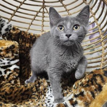 Slate -  Domestic Short Hair Cat for Adoption in Monroe, Michigan - Slate | PetCurious