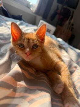 Toucan -  Domestic Medium Hair Cat for Adoption in Chicago, Illinois - Toucan | PetCurious