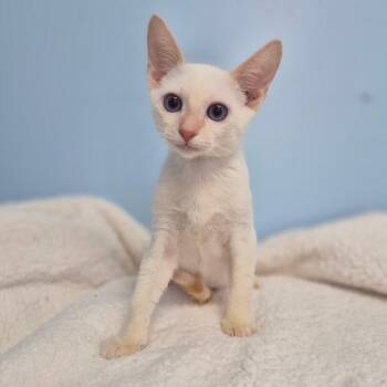 Malfoy -  Domestic Short Hair Cat for Adoption in Wahiawa, Hawaii - Malfoy | PetCurious