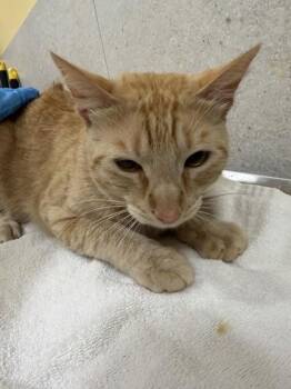 Saffron -  Domestic Short Hair Cat for Adoption in Honolulu, Hawaii - Saffron | PetCurious