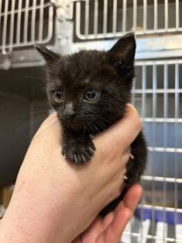 Texas Roadhouse -  Domestic Short Hair Cat for Adoption in West Chester, Pennsylvania - Texas Roadhouse | PetCurious