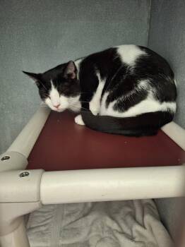 Rescue Domestic Short Hair Cats for Adoption in Morris, Minnesota - Batman | PetCurious