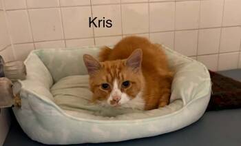 Kris -  Domestic Short Hair Cat for Adoption in Plattsburgh, New York - Kris | PetCurious