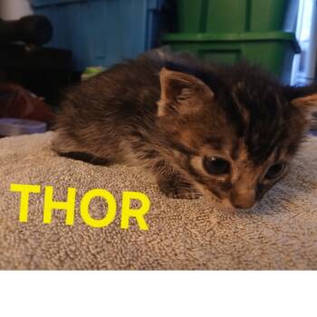 Rescue Domestic Short Hair Cats for Adoption in Baytown, Texas - Thor | PetCurious