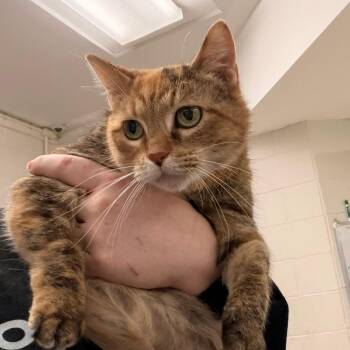 Domestic Short Hair Cats Available for Adoption - Palma | PetCurious