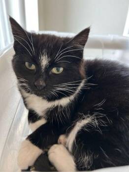 Domestic Short Hair Cats Available for Adoption - Clawdia (Available 3/6/26) | PetCurious