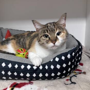 Domestic Short Hair Cats Available for Adoption - Rusti | PetCurious