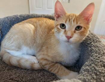 Nacho -  Domestic Short Hair Cat for Adoption in Reston, Virginia - Nacho | PetCurious