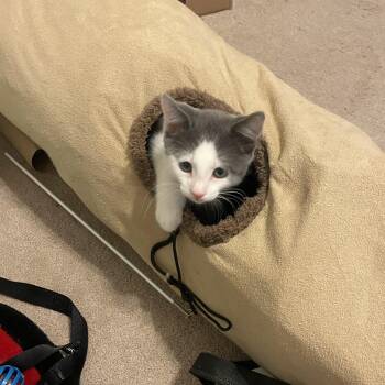 Rescue Domestic Short Hair Cats for Adoption in Berkeley Heights, New Jersey - ChaCha | PetCurious