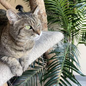 Rescue Domestic Short Hair Cats for Adoption in Madison, Wisconsin - Daisy | PetCurious