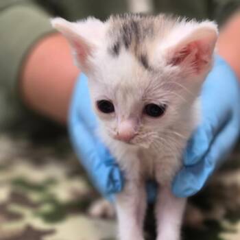 Cotton Tail -  Domestic Short Hair Cat for Adoption in Newark, New Jersey - Cotton Tail | PetCurious