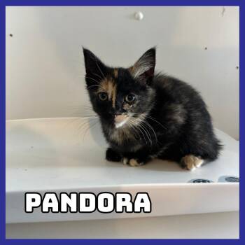 Domestic Short Hair Cats Available for Adoption in Glenwood, Minnesota - Pandora | PetCurious