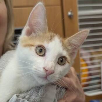 Frida* -  Domestic Short Hair Cat Available for Adoption in Voorhees Township, New Jersey - Frida* | PetCurious