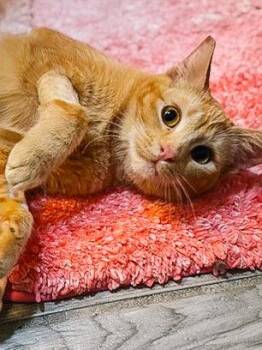 Mandolin -  Domestic Short Hair Cat for Adoption in San Jose, California - Mandolin | PetCurious