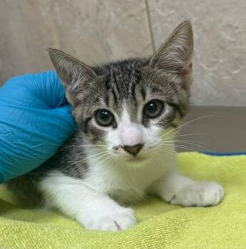 Smoochie -  Domestic Short Hair Cat for Adoption in Honolulu, Hawaii - Smoochie | PetCurious
