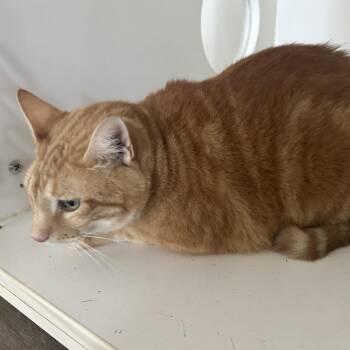 Murphy (C26) -  Domestic Short Hair Cat for Adoption in Portland, Texas - Murphy (C26) | PetCurious