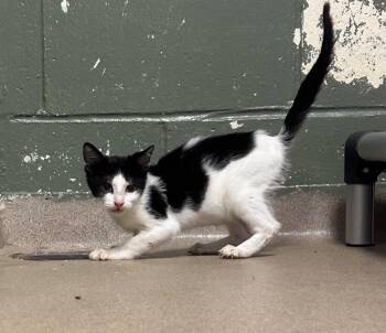 Cal -  Domestic Short Hair Cat for Adoption in New Cumberland, West Virginia - Cal | PetCurious