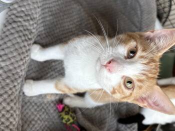 Rescue Domestic Short Hair Cats for Adoption in Black River Falls, Wisconsin - Mousse | PetCurious
