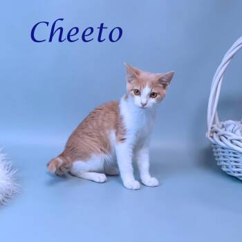 Domestic Short Hair Cats Available for Adoption in Lebanon, Tennessee - Cheeto C26-116 | PetCurious