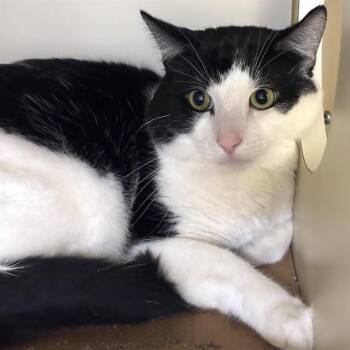 PANDA -  Domestic Short Hair Cat for Adoption in Dedham, Massachusetts - PANDA | PetCurious