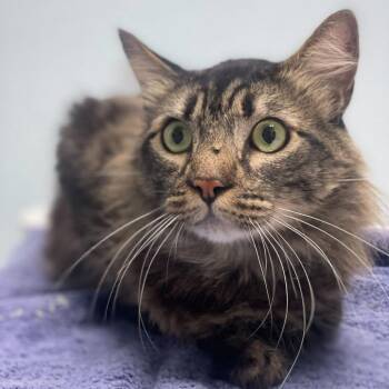 Domestic Medium Hair Cats Available for Adoption in Riverside, California - Meow Twain | PetCurious