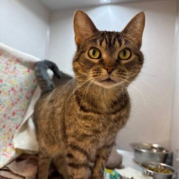 Mia -  Domestic Short Hair Cat for Adoption in Pittsburgh, Pennsylvania - Mia | PetCurious