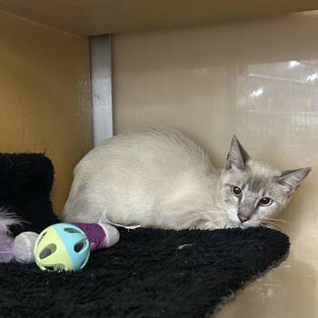 Francine -  Domestic Short Hair Cat for Adoption in Midland, Texas - Francine | PetCurious
