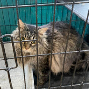 Rescue Domestic Long Hair Cats for Adoption in Grand Junction, Colorado - T.J. | PetCurious