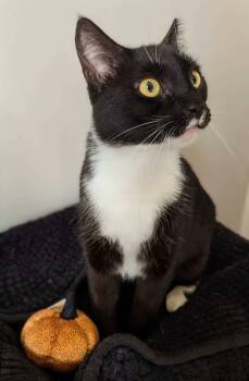 Rescue Domestic Short Hair Cats for Adoption in Seven Valleys, Pennsylvania - Orca | PetCurious