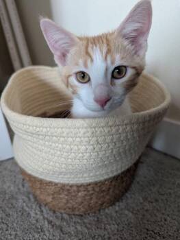 Dale 5218 -  Domestic Short Hair Cat for Adoption in Bonsall, California - Dale 5218 | PetCurious