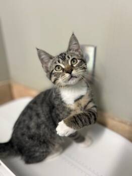 Rescue Domestic Short Hair Cats for Adoption in Valley Park, Oklahoma - Lambie | PetCurious